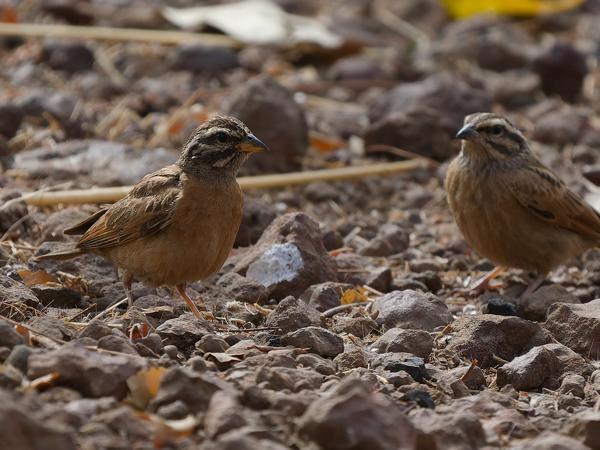 <h3><a href="/trips/gambia/biota/animalia/chordata/aves/040 passeriformes/126 emberizidae/emberiza goslingi/emberiza goslingi-nl.html">Emberiza&nbsp;goslingi</a> / Gosling's&nbsp;bunting / Goslings&nbsp;gors</h3>OM-1 Mark II met OLYMPUS M.150-400mm F4.5, 1/2000 sec  bij F4.5, ISO 800, afstand 9.81&nbsp;m